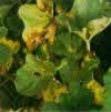 Alternaria Leaf Spot