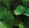 Powdery Mildew